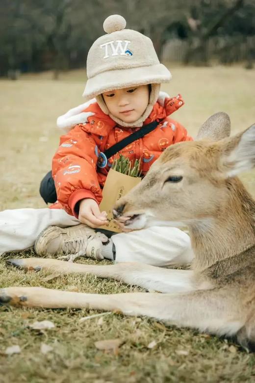 25【十一亲子】哈尔滨-伊春6日营,限定秋日林海,斑斓绚丽五花山\漂流\骑行\伊春小鹿\喂老虎\伐木\哈工大\红松|6~70岁亲子 商品图4
