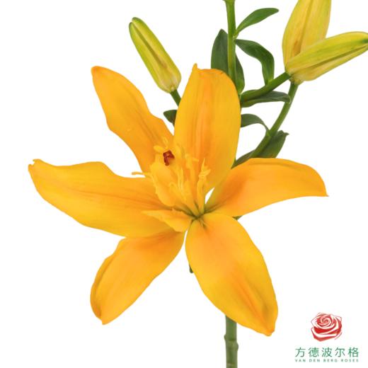 VDB百合-黄蝴蝶 5枝一扎 商品图3