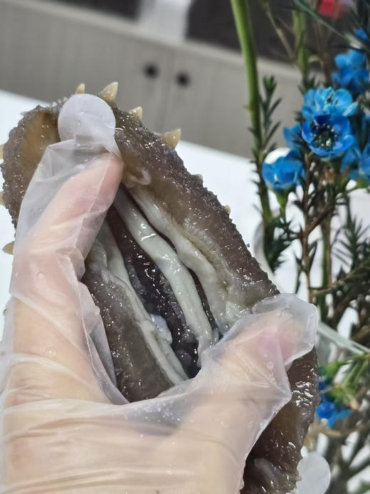 #2025年中秋节#辽参 自然孕育 天然美味 滋补佳品 已泡发好 开袋后温水烫解冻即可食用 商品图1