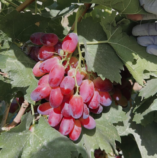 新疆马奶葡萄，被称为沙漠玛瑙，几乎走不出新疆，都在当地晒葡萄干了，它皮超级薄，入口即化，运输成本高，所以内地没有人吃过这个葡萄，咱们独家品尝！3.5-3.8斤/箱 商品图0