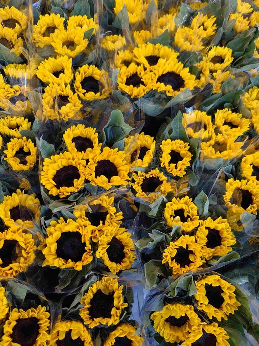 国产花材向日葵5支 商品图5