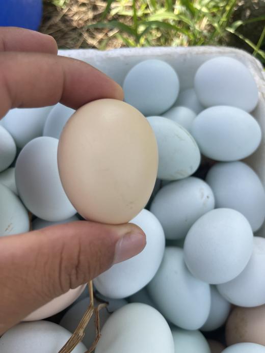散养芦花鸡·鸡蛋🥚(以绿壳为主/粉壳和白壳也有)·山东坤巧农场 商品图2