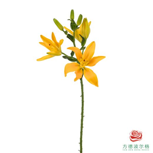VDB百合-黄蝴蝶 5枝一扎 商品图4