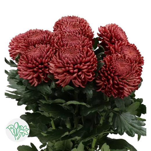 荷兰花材 | 大头菊红Bigoudi Red 商品图5