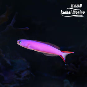 紫鸳鸯