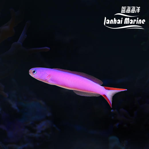 紫鸳鸯 商品图0