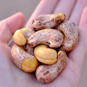 2025年新货越南进口，59.9抢足足1斤，硕果田间越南进口A180特大带皮腰果 真大颗越南紫衣腰果只挑选5%的大颗粒 低温烘焙基地直邮