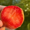 【中秋好礼】石家庄优选仓库速达  新疆杏李.恐龙蛋，玫瑰色的果子，果肉饱满多汁，风味独特， 净重3斤/15枚礼盒 商品缩略图9