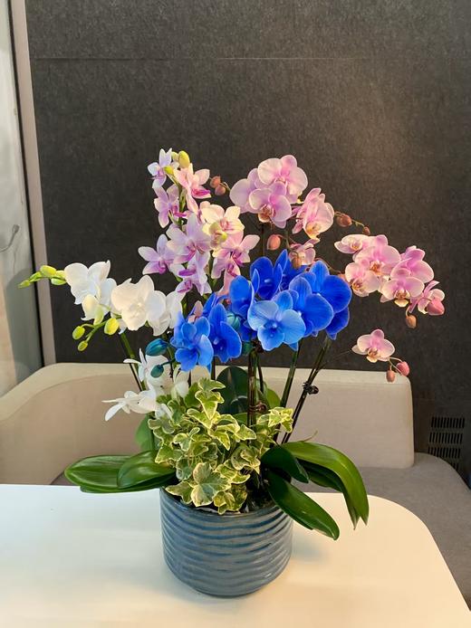 蝴蝶兰组盆 商品图0