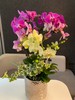 蝴蝶兰组盆 商品缩略图0