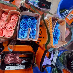 大胖胖圣诞玫瑰厄瓜多尔玫瑰专拍