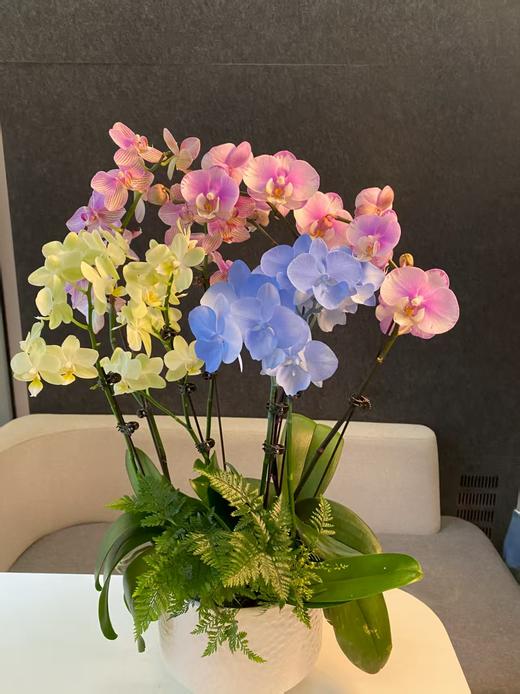 蝴蝶兰组盆 商品图0