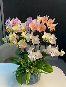 蝴蝶兰组盆