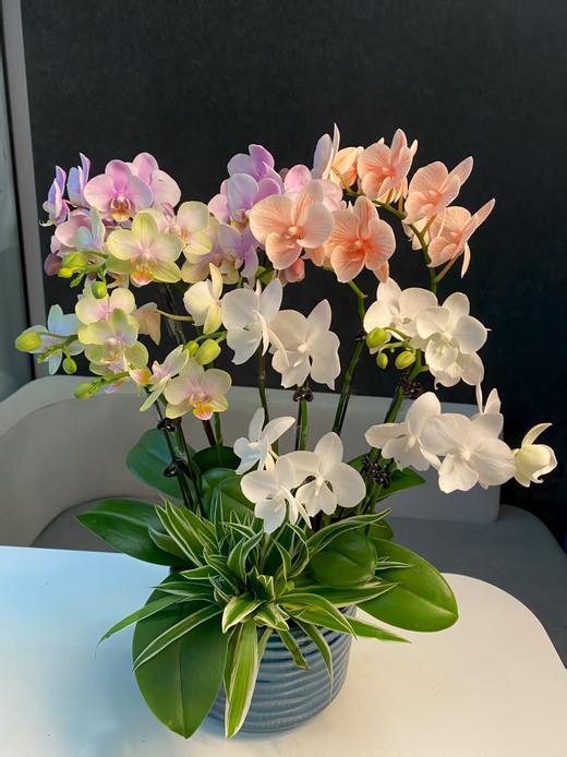 蝴蝶兰组盆 商品图0