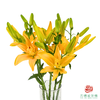 VDB百合-黄蝴蝶 5枝一扎 商品缩略图0