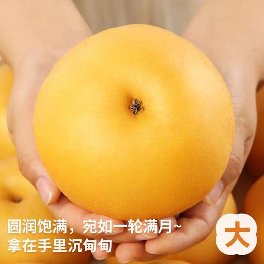 秋月梨 商品图2