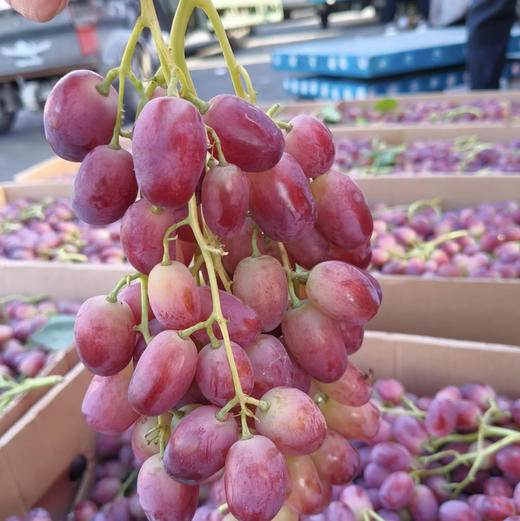 新疆马奶葡萄，被称为沙漠玛瑙，几乎走不出新疆，都在当地晒葡萄干了，它皮超级薄，入口即化，运输成本高，所以内地没有人吃过这个葡萄，咱们独家品尝！3.5-3.8斤/箱 商品图2