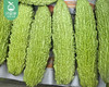 【叼鲜蔬】漳州新鲜苦瓜/1份（1.5kg±100g） 商品缩略图1