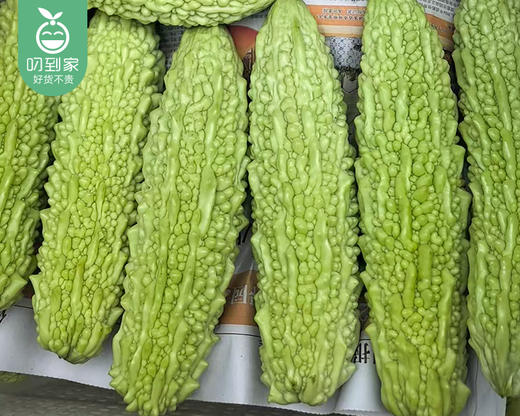 【叼鲜蔬】漳州新鲜苦瓜/1份（1.5kg±100g） 商品图1