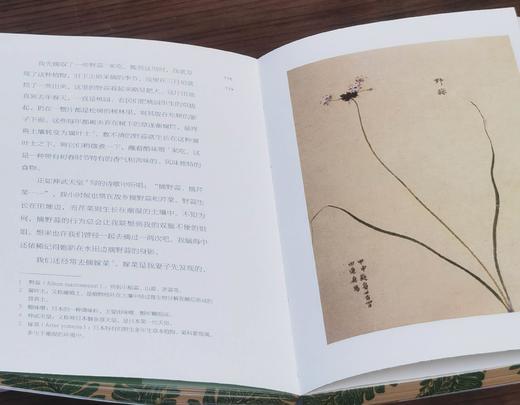 《草木集》，32开，平装，三口刷边，柳田国男等著，九州出版社2025年8月一版一印，定价78，售价62.4元。 商品图7