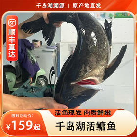 【活鱼现发】千岛湖包头鱼现捞现发 一级水源纯生态养殖 鲜嫩不腥不柴 肉质细腻Q弹