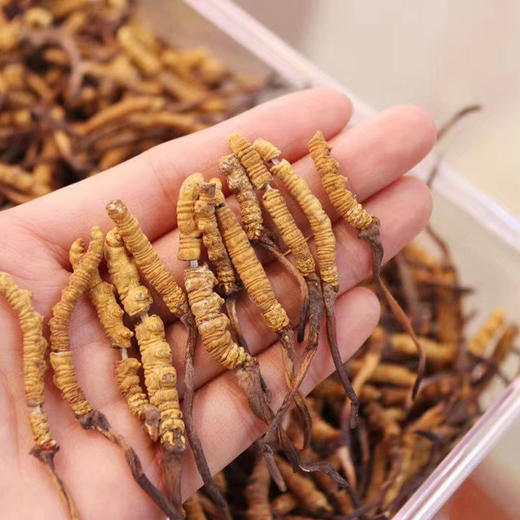 【冬虫夏草干货】顺丰到家 人工精挑细选 根根饱满 环纹清晰 干度适宜 虫体肥壮饱满 多种规格任选 商品图4
