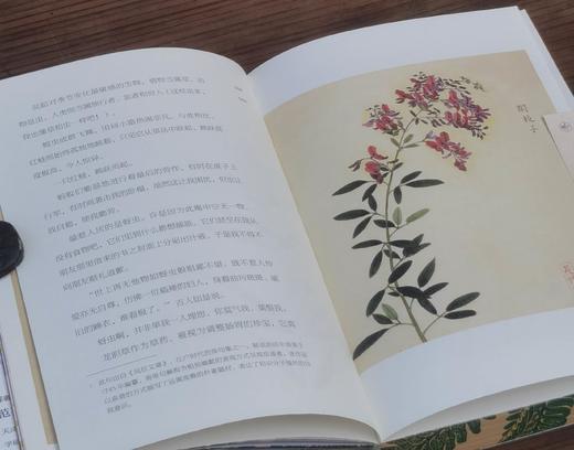 《草木集》，32开，平装，三口刷边，柳田国男等著，九州出版社2025年8月一版一印，定价78，售价62.4元。 商品图5