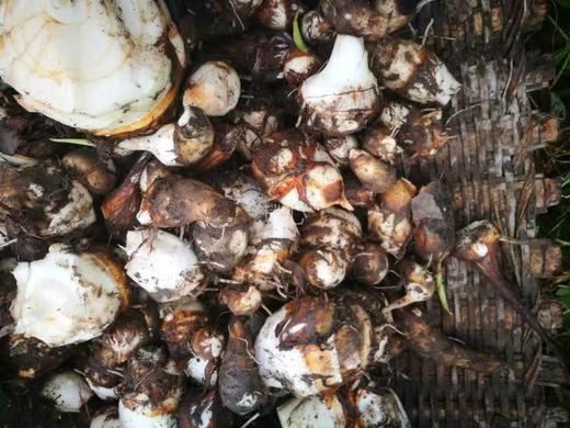 芋艿芋头宝宝 3斤/5斤 【基地直发】产地：浙江台州 | 生产者：璞心自然农场【公平贸易农人定价】 商品图1