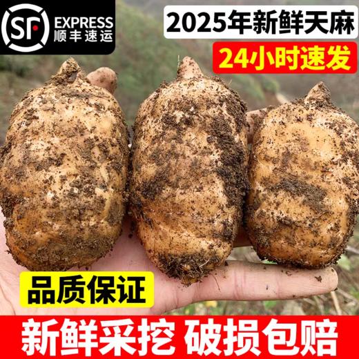 【云南昭通新鲜天麻】顺丰到家 个头短肥 肉质肥厚 口感回味甘甜 带泥发货 品质优良 新鲜现挖  4种规格任选 商品图2