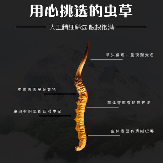 【冬虫夏草干货】顺丰到家 人工精挑细选 根根饱满 环纹清晰 干度适宜 虫体肥壮饱满 多种规格任选 商品图9
