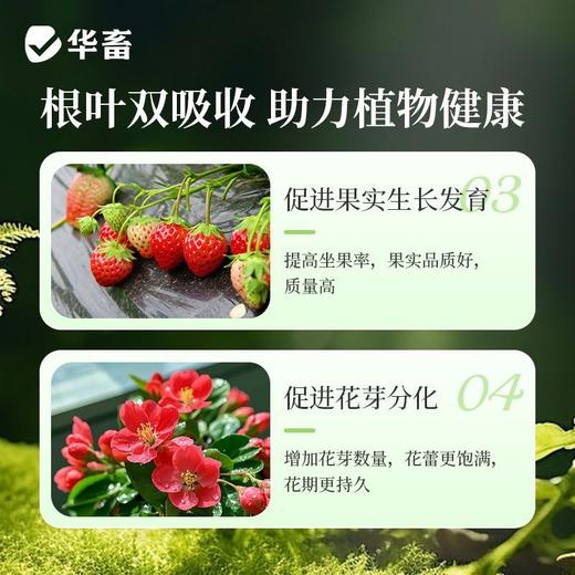 植物营养液通用型花草盆栽水培绿萝多肉发财树富贵竹专用花卉肥料 商品图6