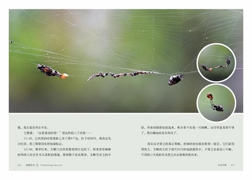 追随昆虫(自然感悟丛书) 商品图2