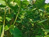 芋艿芋头宝宝 3斤/5斤 【基地直发】产地：浙江台州 | 生产者：璞心自然农场【公平贸易农人定价】 商品缩略图2