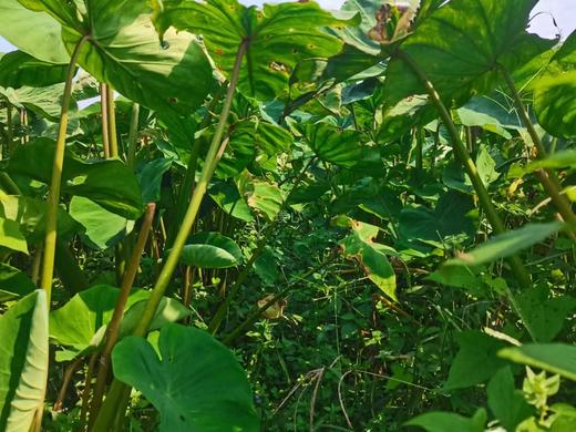 芋艿芋头宝宝 3斤/5斤 【基地直发】产地：浙江台州 | 生产者：璞心自然农场【公平贸易农人定价】 商品图2