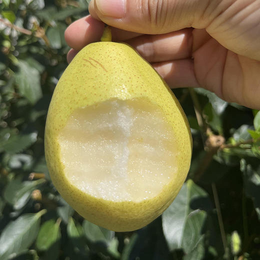 【送礼必备】时令水果礼盒 应季新鲜自然熟小蜜梨黄山楂精品水果礼盒   节日礼盒 可支持企业定制 商品图5