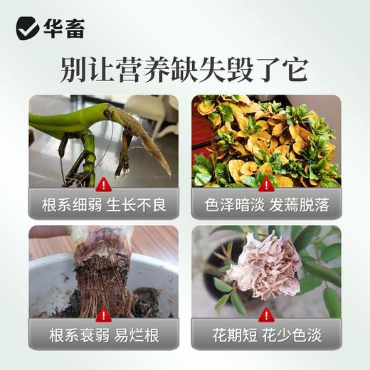 植物营养液通用型花草盆栽水培绿萝多肉发财树富贵竹专用花卉肥料 商品图3