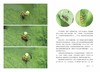 追随昆虫(自然感悟丛书) 商品缩略图4