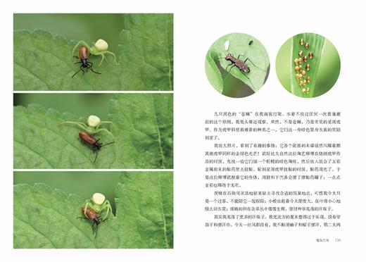 追随昆虫(自然感悟丛书) 商品图4