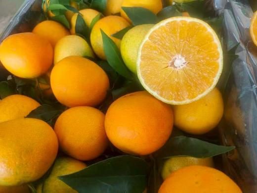 杞冠严选 |  云南高山石林爱媛果冻橙 现摘现发 一口爆汁 商品图4