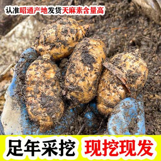【云南昭通新鲜天麻】顺丰到家 个头短肥 肉质肥厚 口感回味甘甜 带泥发货 品质优良 新鲜现挖  4种规格任选 商品图4
