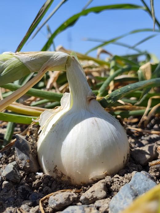 【阿克苏优选】新疆白洋葱 商品图1