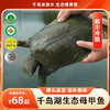 【母鳖】“山泉水”养殖生态母甲鱼 30年老品牌 来自千岛湖的滋补美味 口碑爆棚回购不断 商品缩略图0