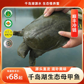 【母鳖】“山泉水”养殖生态母甲鱼 30年老品牌 来自千岛湖的滋补美味 口碑爆棚回购不断