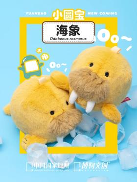 海象，你的牙为什么那么长~？