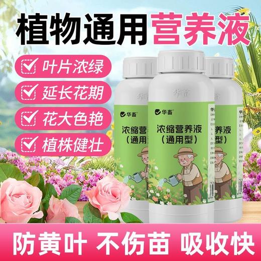 植物营养液通用型花草盆栽水培绿萝多肉发财树富贵竹专用花卉肥料 商品图1