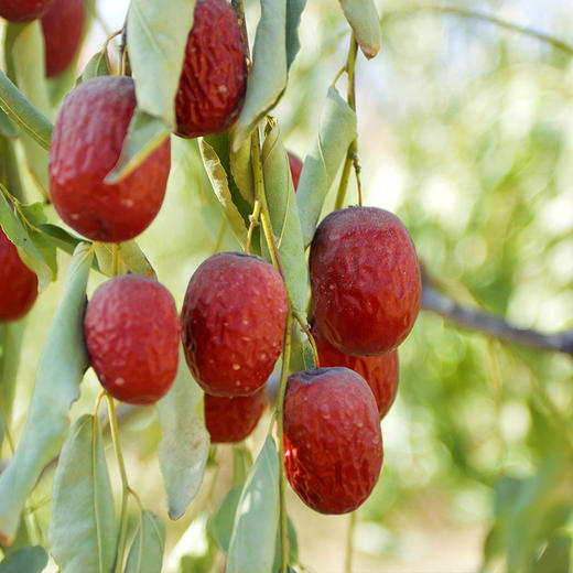 有机特级红枣500g 商品图2