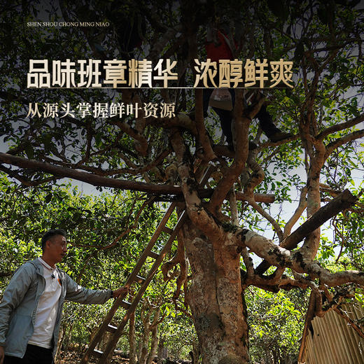 最后几提！售罄绝版【神兽重明鸟】7年陈班章高端熟茶，神兽事业部亲制首款熟茶，品味班章精华浓醇鲜爽，357克/饼*5 商品图4