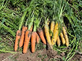 【阿克苏优选】新疆糖心萝卜 黄萝卜/胡萝卜