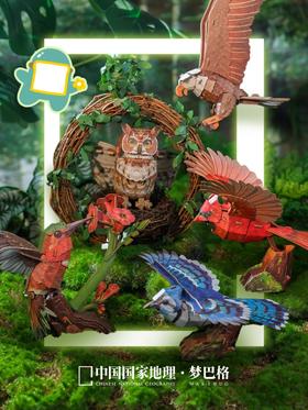 现在是观鸟时间！