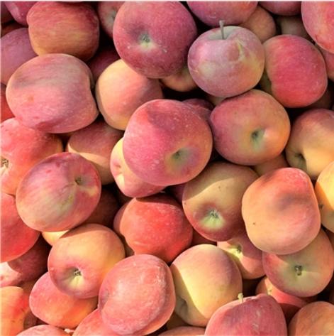 【顺丰快递】新疆早熟红富士苹果  新疆现摘现发 新鲜脆甜AWJM 商品图4